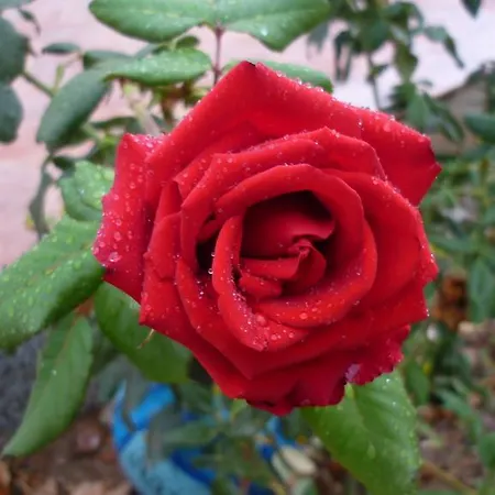 Portu Frailis *